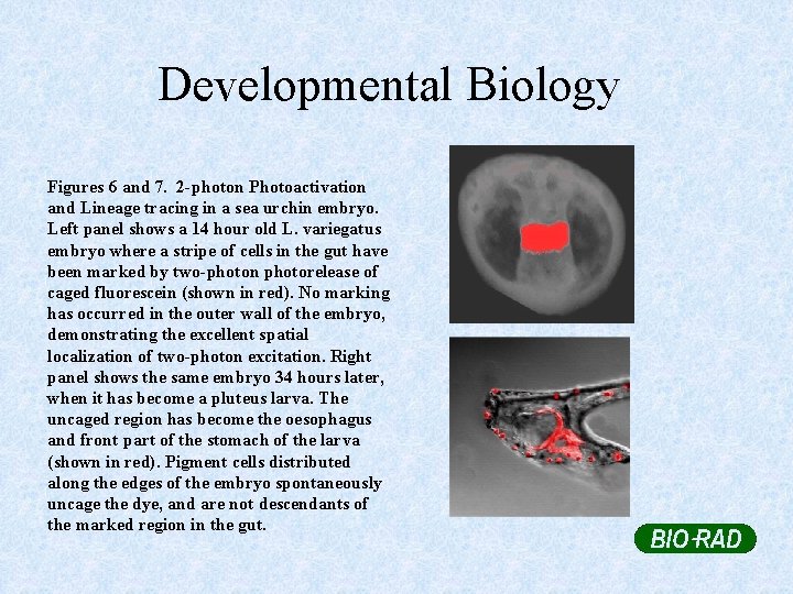Developmental Biology Figures 6 and 7. 2 -photon Photoactivation and Lineage tracing in a