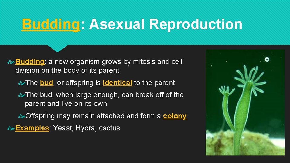 Budding: Asexual Reproduction Budding: a new organism grows by mitosis and cell division on