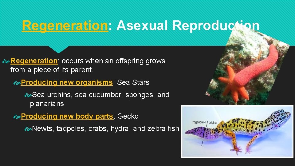Regeneration: Asexual Reproduction Regeneration: occurs when an offspring grows from a piece of its
