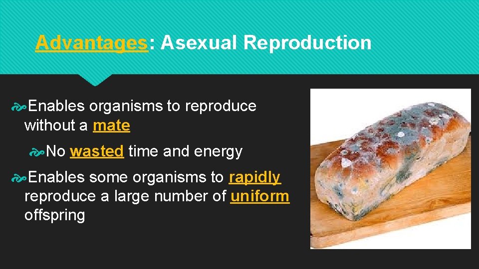 Advantages: Asexual Reproduction Enables organisms to reproduce without a mate No wasted time and