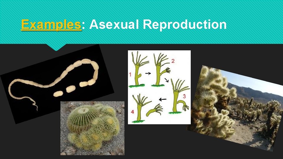 Examples: Examples Asexual Reproduction 