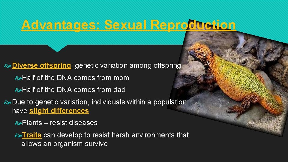 Advantages: Sexual Reproduction Diverse offspring: genetic variation among offspring Half of the DNA comes