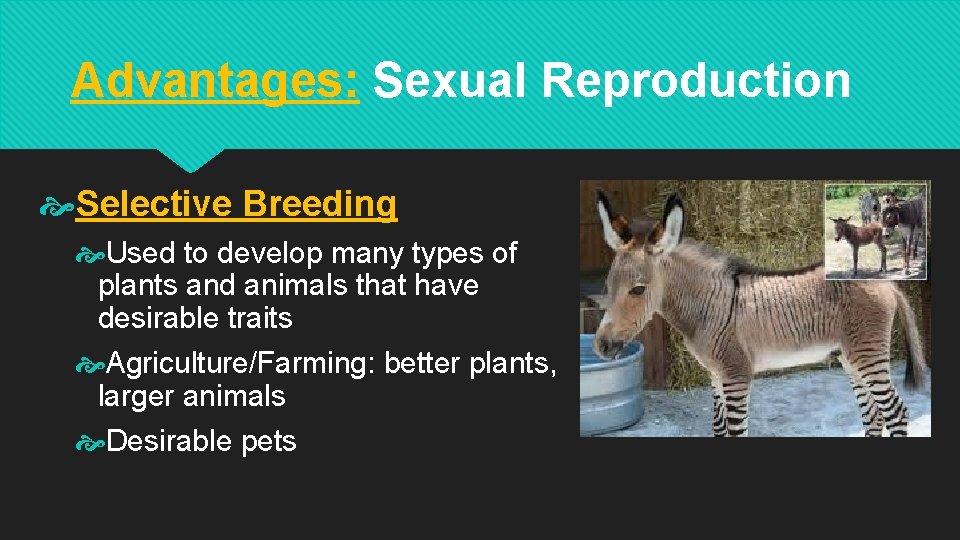 Advantages: Sexual Reproduction Selective Breeding Used to develop many types of plants and animals