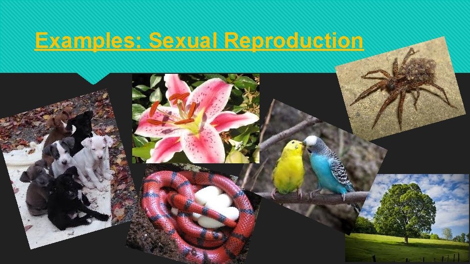Examples: Sexual Reproduction 
