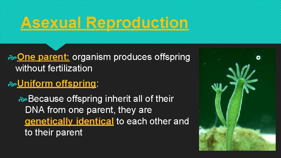 Asexual Reproduction One parent: organism produces offspring without fertilization Uniform offspring: Because offspring inherit