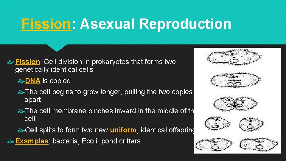 Fission: Asexual Reproduction Fission: Cell division in prokaryotes that forms two genetically identical cells