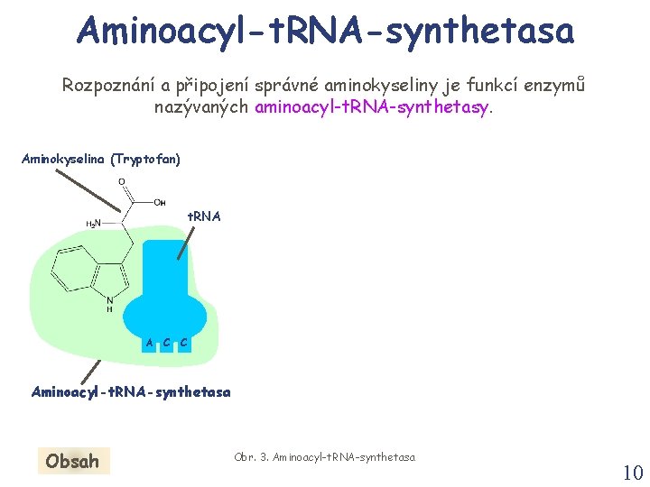 Aminoacyl-t. RNA-synthetasa Rozpoznání a připojení správné aminokyseliny je funkcí enzymů nazývaných aminoacyl-t. RNA-synthetasy. Aminokyselina Aminoacyl-t. RNA-synthetasa Rozpoznání a připojení správné aminokyseliny je funkcí enzymů nazývaných aminoacyl-t. RNA-synthetasy. Aminokyselina