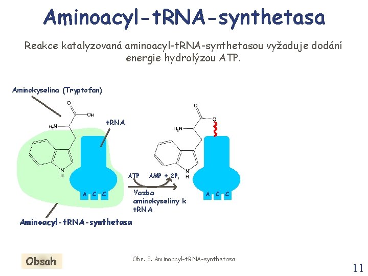 Aminoacyl-t. RNA-synthetasa Reakce katalyzovaná aminoacyl-t. RNA-synthetasou vyžaduje dodání energie hydrolýzou ATP. Aminokyselina (Tryptofan) t. Aminoacyl-t. RNA-synthetasa Reakce katalyzovaná aminoacyl-t. RNA-synthetasou vyžaduje dodání energie hydrolýzou ATP. Aminokyselina (Tryptofan) t.