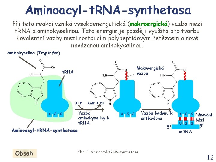 Aminoacyl-t. RNA-synthetasa Při této reakci vzniká vysokoenergetická (makroergická) vazba mezi t. RNA a aminokyselinou. Aminoacyl-t. RNA-synthetasa Při této reakci vzniká vysokoenergetická (makroergická) vazba mezi t. RNA a aminokyselinou.