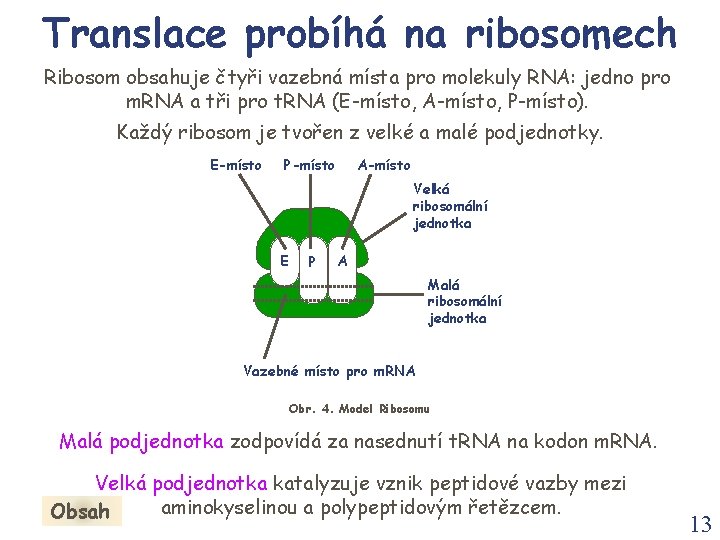 Translace probíhá na ribosomech Ribosom obsahuje čtyři vazebná místa pro molekuly RNA: jedno pro Translace probíhá na ribosomech Ribosom obsahuje čtyři vazebná místa pro molekuly RNA: jedno pro