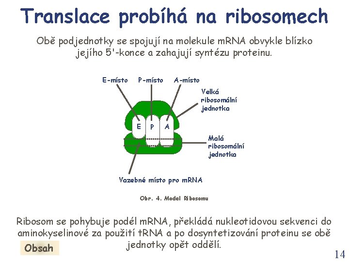 Translace probíhá na ribosomech Obě podjednotky se spojují na molekule m. RNA obvykle blízko Translace probíhá na ribosomech Obě podjednotky se spojují na molekule m. RNA obvykle blízko