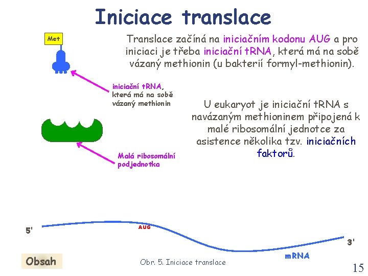 Iniciace translace Met Translace začíná na iniciačním kodonu AUG a pro iniciaci je třeba Iniciace translace Met Translace začíná na iniciačním kodonu AUG a pro iniciaci je třeba
