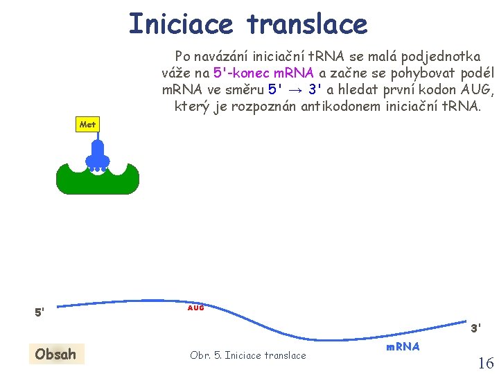 Iniciace translace Po navázání iniciační t. RNA se malá podjednotka váže na 5'-konec m. Iniciace translace Po navázání iniciační t. RNA se malá podjednotka váže na 5'-konec m.