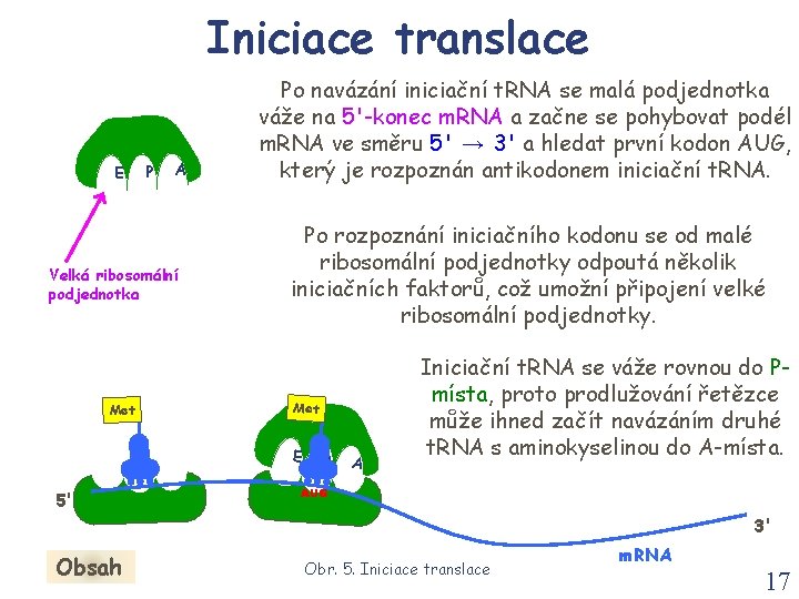 Iniciace translace E P A Velká ribosomální podjednotka Met Po navázání iniciační t. RNA Iniciace translace E P A Velká ribosomální podjednotka Met Po navázání iniciační t. RNA