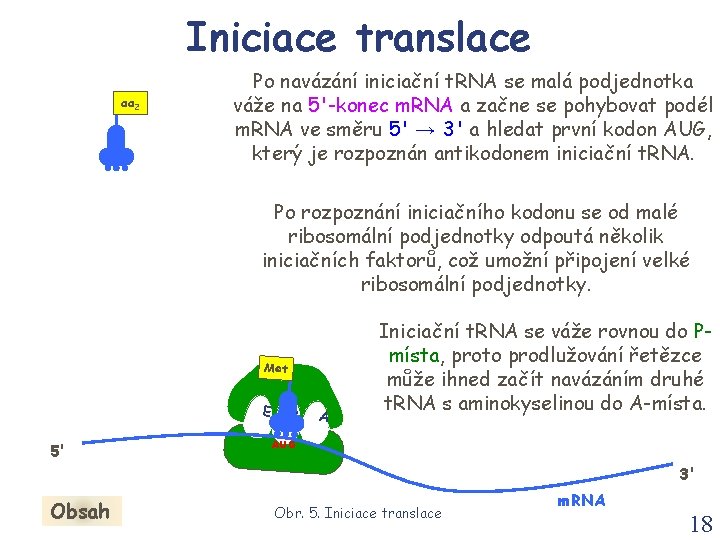Iniciace translace aa 2 Po navázání iniciační t. RNA se malá podjednotka váže na Iniciace translace aa 2 Po navázání iniciační t. RNA se malá podjednotka váže na