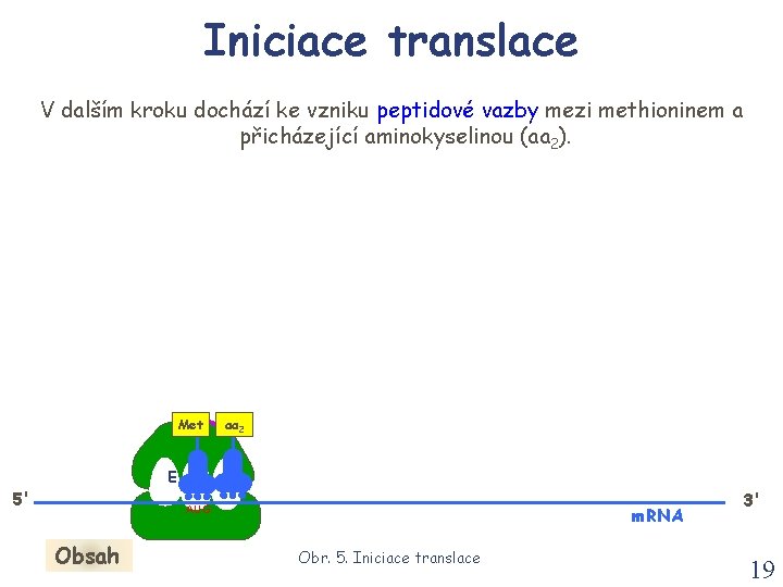 Iniciace translace V dalším kroku dochází ke vzniku peptidové vazby mezi methioninem a přicházející Iniciace translace V dalším kroku dochází ke vzniku peptidové vazby mezi methioninem a přicházející