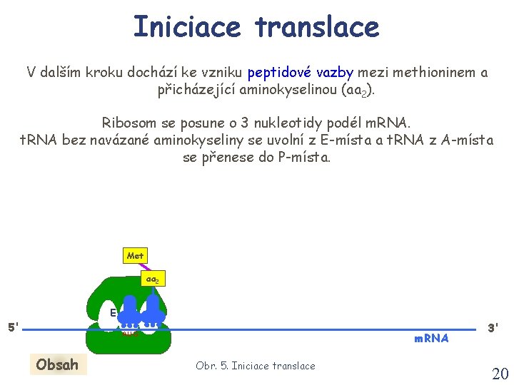 Iniciace translace V dalším kroku dochází ke vzniku peptidové vazby mezi methioninem a přicházející Iniciace translace V dalším kroku dochází ke vzniku peptidové vazby mezi methioninem a přicházející