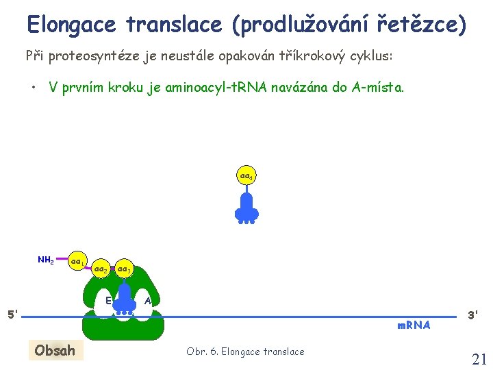 Elongace translace (prodlužování řetězce) Při proteosyntéze je neustále opakován tříkrokový cyklus: • V prvním Elongace translace (prodlužování řetězce) Při proteosyntéze je neustále opakován tříkrokový cyklus: • V prvním