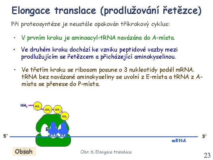 Elongace translace (prodlužování řetězce) Při proteosyntéze je neustále opakován tříkrokový cyklus: • V prvním Elongace translace (prodlužování řetězce) Při proteosyntéze je neustále opakován tříkrokový cyklus: • V prvním