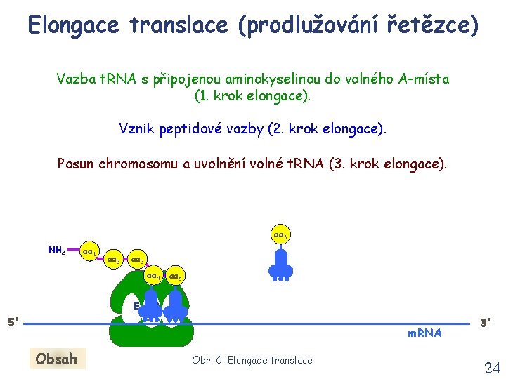 Elongace translace (prodlužování řetězce) Vazba t. RNA s připojenou aminokyselinou do volného A-místa (1. Elongace translace (prodlužování řetězce) Vazba t. RNA s připojenou aminokyselinou do volného A-místa (1.