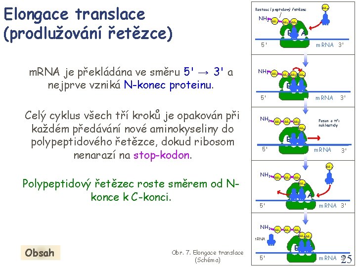 Elongace translace (prodlužování řetězce) m. RNA je překládána ve směru 5' → 3' a Elongace translace (prodlužování řetězce) m. RNA je překládána ve směru 5' → 3' a