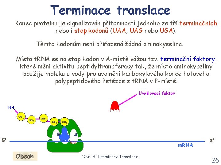 Terminace translace Konec proteinu je signalizován přítomností jednoho ze tří terminačních neboli stop kodonů Terminace translace Konec proteinu je signalizován přítomností jednoho ze tří terminačních neboli stop kodonů
