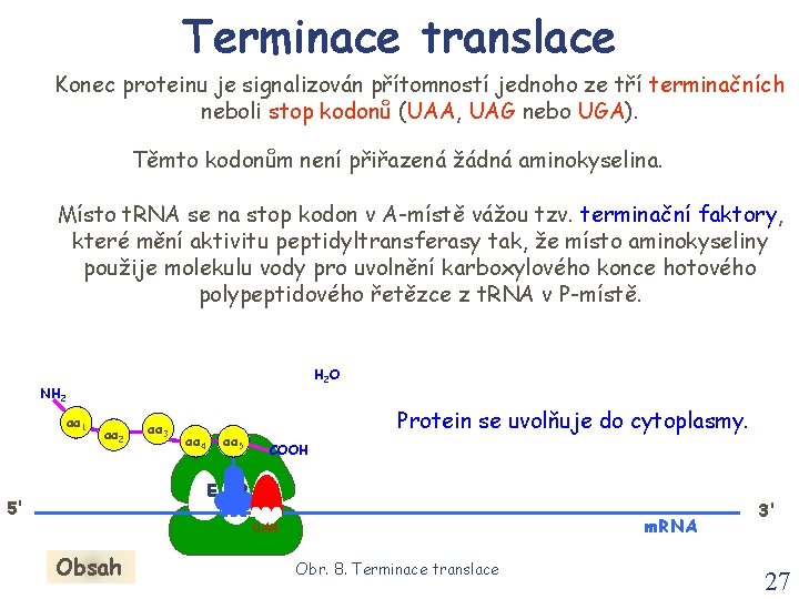 Terminace translace Konec proteinu je signalizován přítomností jednoho ze tří terminačních neboli stop kodonů Terminace translace Konec proteinu je signalizován přítomností jednoho ze tří terminačních neboli stop kodonů