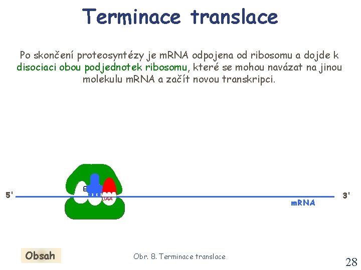 Terminace translace Po skončení proteosyntézy je m. RNA odpojena od ribosomu a dojde k Terminace translace Po skončení proteosyntézy je m. RNA odpojena od ribosomu a dojde k