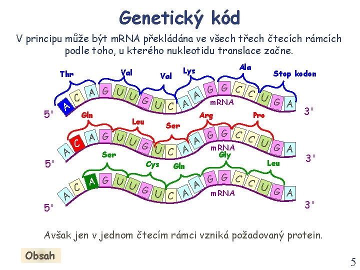 Genetický kód V principu může být m. RNA překládána ve všech třech čtecích rámcích Genetický kód V principu může být m. RNA překládána ve všech třech čtecích rámcích
