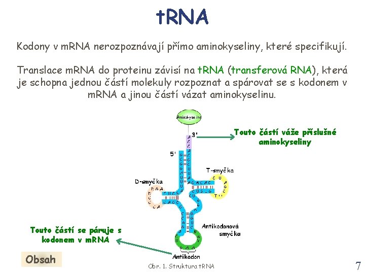 t. RNA Kodony v m. RNA nerozpoznávají přímo aminokyseliny, které specifikují. Translace m. RNA t. RNA Kodony v m. RNA nerozpoznávají přímo aminokyseliny, které specifikují. Translace m. RNA