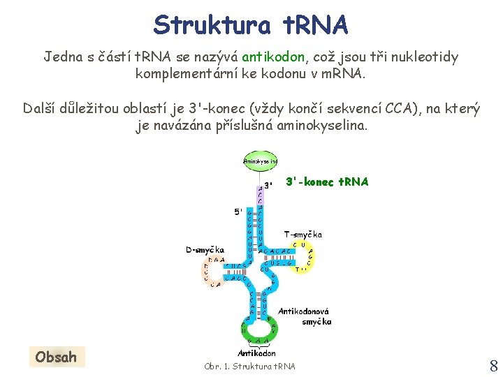 Struktura t. RNA Jedna s částí t. RNA se nazývá antikodon, což jsou tři Struktura t. RNA Jedna s částí t. RNA se nazývá antikodon, což jsou tři