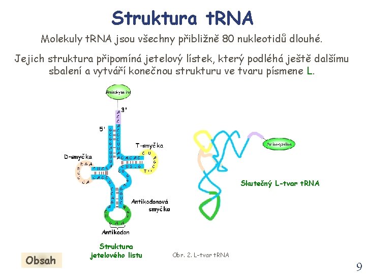 Struktura t. RNA Molekuly t. RNA jsou všechny přibližně 80 nukleotidů dlouhé. Jejich struktura Struktura t. RNA Molekuly t. RNA jsou všechny přibližně 80 nukleotidů dlouhé. Jejich struktura