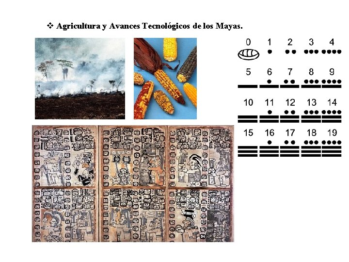  Agricultura y Avances Tecnológicos de los Mayas. 