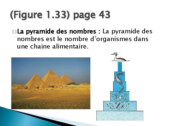 (Figure 1. 33) page 43 � La pyramide des nombres : La pyramide des