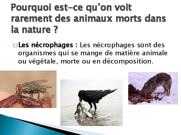 Pourquoi est-ce qu’on voit rarement des animaux morts dans la nature ? � Les