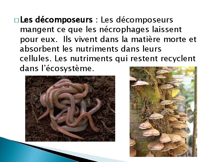 � Les décomposeurs : Les décomposeurs mangent ce que les nécrophages laissent pour eux.