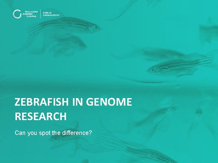 ZEBRAFISH IN GENOME RESEARCH Can you spot the difference? 