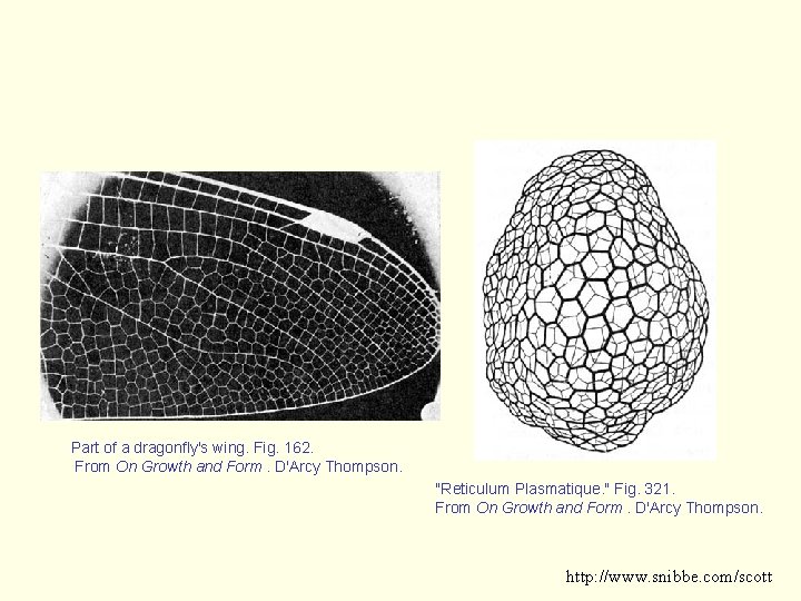 Part of a dragonfly's wing. Fig. 162. From On Growth and Form. D'Arcy Thompson.