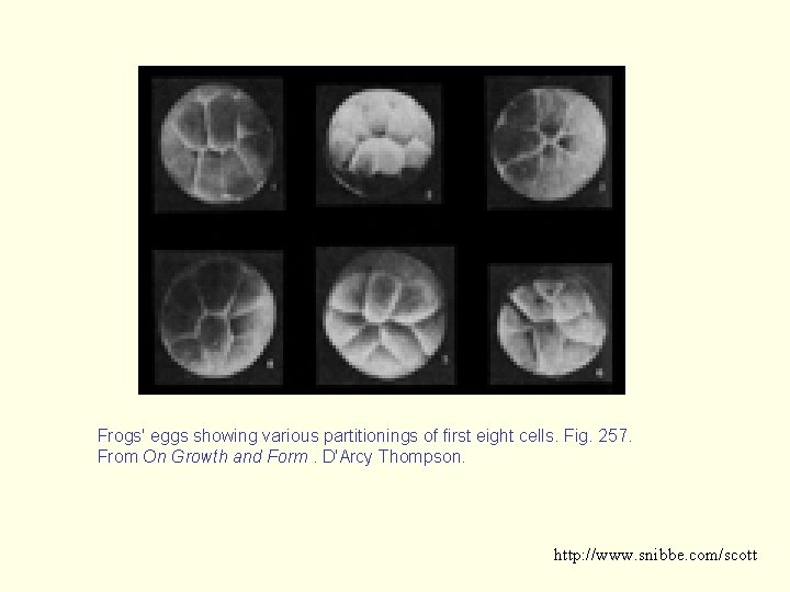 Frogs' eggs showing various partitionings of first eight cells. Fig. 257. From On Growth
