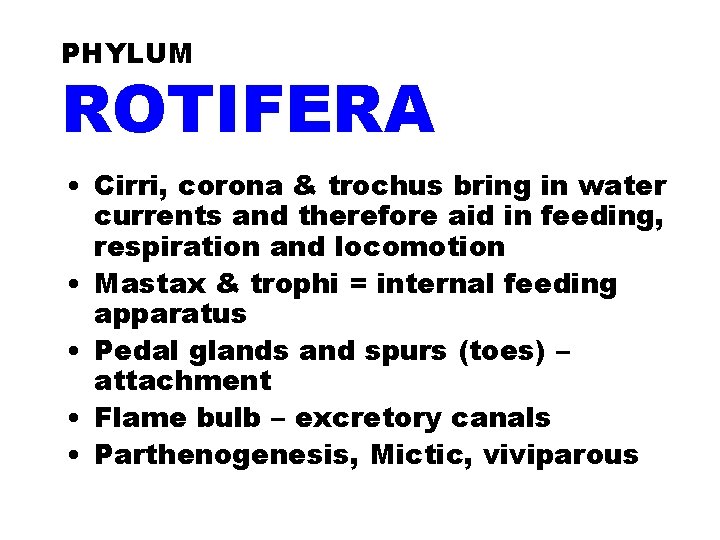 PHYLUM ROTIFERA • Cirri, corona & trochus bring in water currents and therefore aid