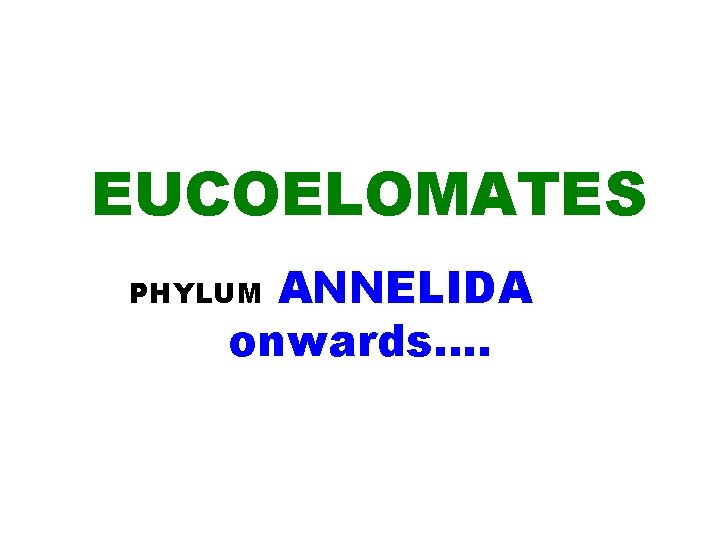 EUCOELOMATES ANNELIDA onwards…. PHYLUM 