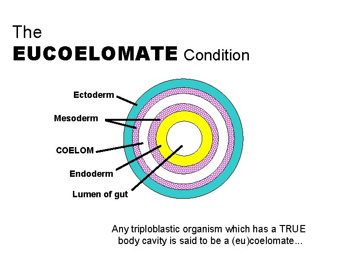 The EUCOELOMATE Condition Ectoderm Mesoderm COELOM Endoderm Lumen of gut Any triploblastic organism which
