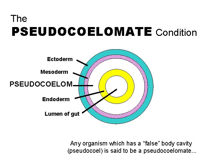 The PSEUDOCOELOMATE Condition Ectoderm Mesoderm PSEUDOCOELOM Endoderm Lumen of gut Any organism which has