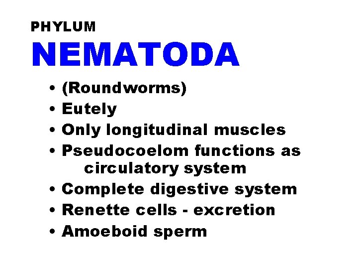 PHYLUM NEMATODA • • (Roundworms) Eutely Only longitudinal muscles Pseudocoelom functions as circulatory system