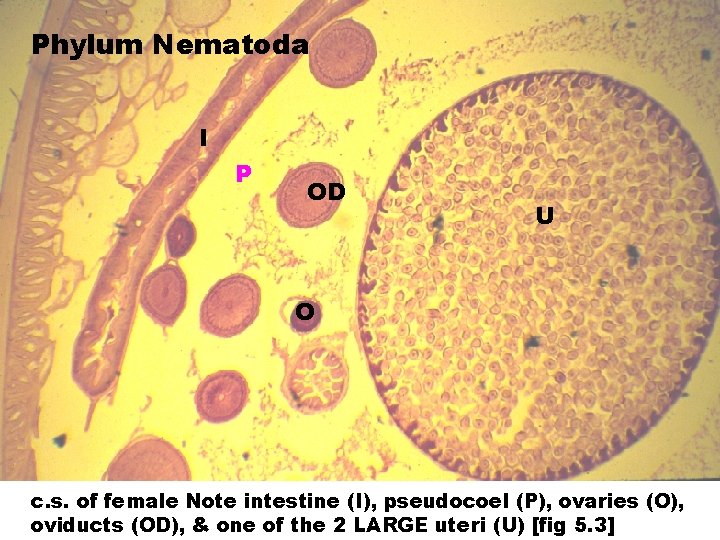 Phylum Nematoda I P OD U O c. s. of female Note intestine (I),