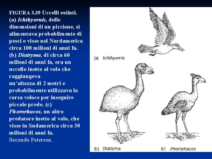 FIGURA 3. 39 Uccelli estinti. (a) Ichthyornis, delle dimensioni di un piccione, si alimentava