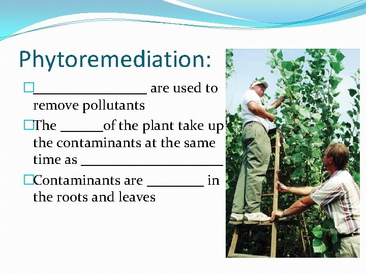 Phytoremediation: �________ are used to remove pollutants �The ______of the plant take up the