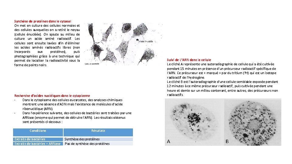 Synthèse de protéines dans le cytosol On met en culture des cellules normales et