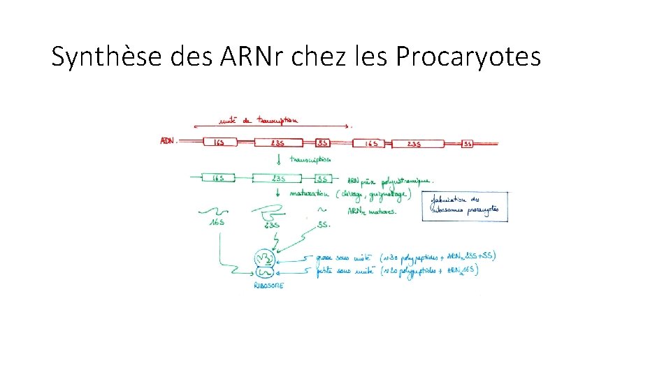 Synthèse des ARNr chez les Procaryotes 