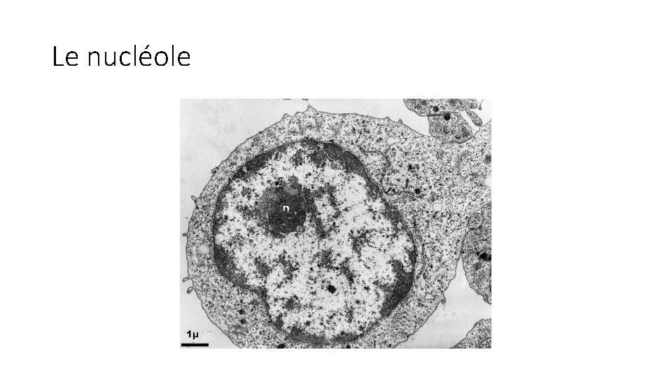 Le nucléole 
